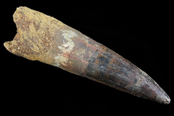 Spinosaurus Tooth - Composite Tooth #72121